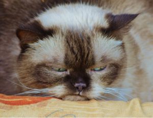 Grumpy Cat Internet Star Dies at the Age of 7 - Grumpy Cat, Internet Star, Dies at the Age of 7 - Telugu Tech World