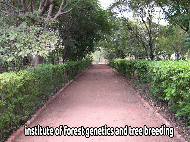 institute of forest genetics and tree breeding